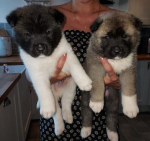 Tanny the Adorable Akita Puppies ready for sale