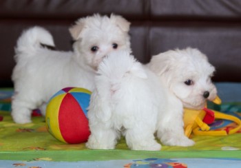 Snow white Bichon Frise Puppies available