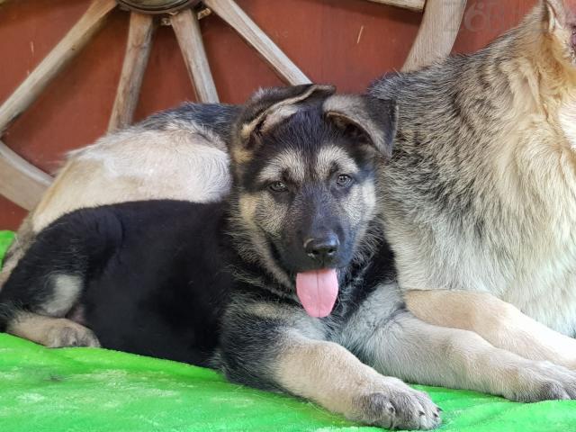 Super German Shepherd puppies for sale