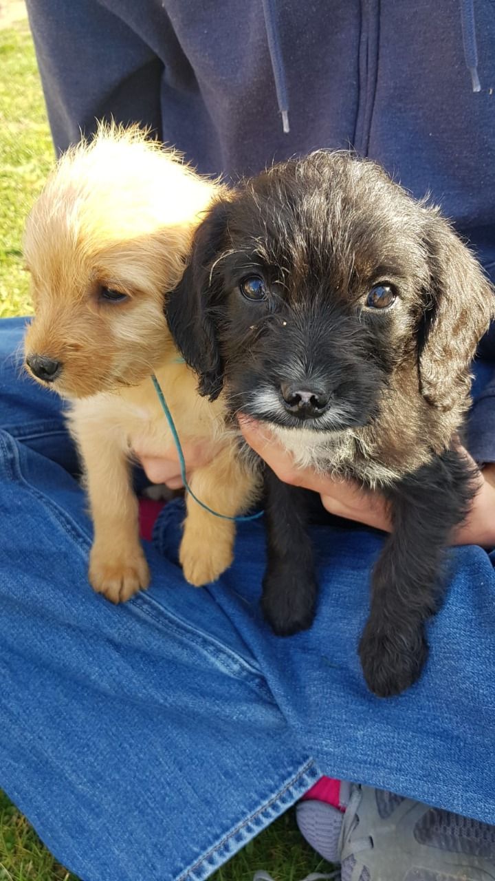 Stunning Labradoodle Puppies Available