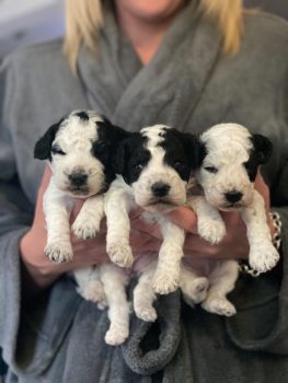 Stunning White And Black F2 Cockapoo Puppies