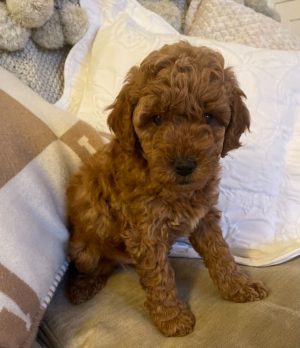 Stunning Two Red Boys Cavapoo