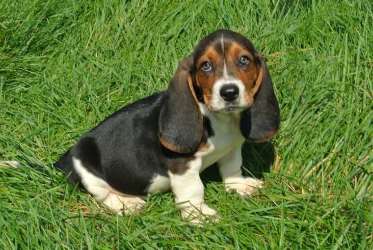 Two Basset hound puppies available