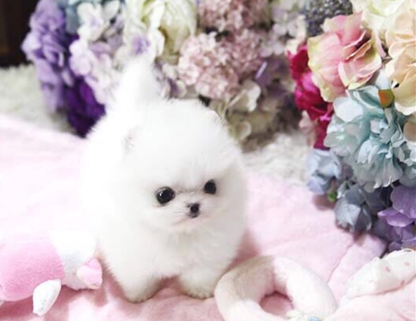 Teddy Bear Face White Pomeranian Puppies For Sale