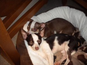 Two Chihuahuas Puppies