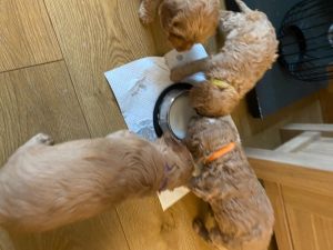 Two Cockapoo Boys For Sale