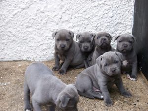 Stunning Solid Blue Staffy Puppies For Sale