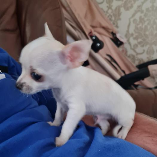 T-cup chihuahua puppy(female) for sale