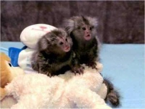 Registered female Capuchin monkeys for adoption