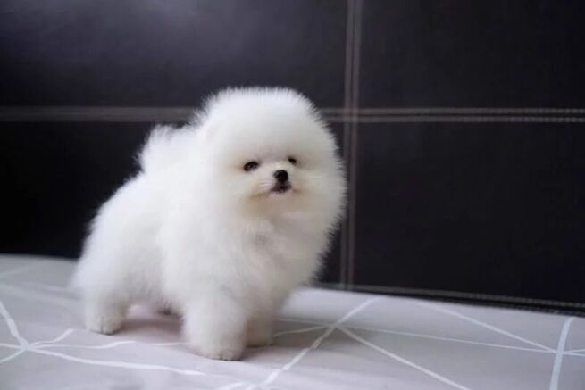 two pure pomeranian puppies for sale