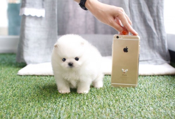 Two Awesome T-Cup Pomeranian Puppies