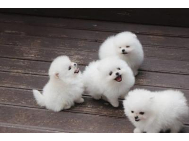 Teacup Pomeranian Puppies for Sale
