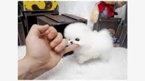 White Pomeranian Puppy For Adoption