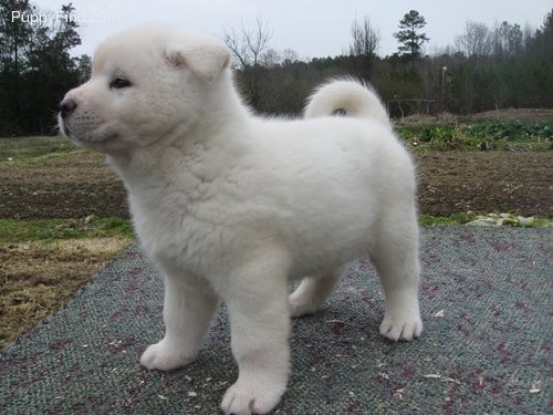 Stunning Japanese Akita Puppy