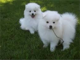 Two Healthy American Eskimos Puppies