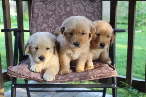 Two Adorable Golden Retrievers for Adoption