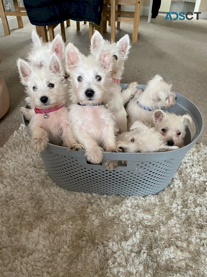 West Highland Terrier puppies for sale
