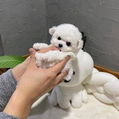 Toy Bichon Frise Puppies for sale