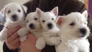 West Highland Terriers Puppies