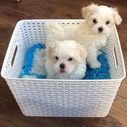 Stunning White Teacup Maltese Puppies +447440524997