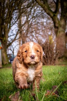 working cocker spaniel puppies for sale.