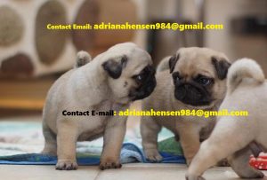 Well Trained Male and Female Pugs Puppies