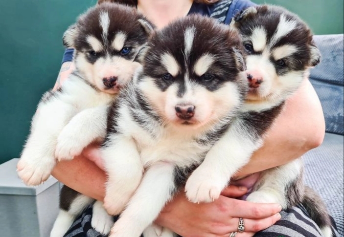 Blue Eyes Siberian Husky Puppies Available