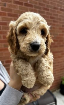 Cockapoo puppies ready for forever homes