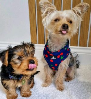 yorkshire Terrier Puppies... WhatsApp me at ‪+44 7415 245544‬