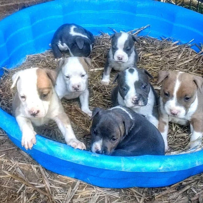 Pitbull puppies for sale ‪ WhatsApp me at ‪+44 7415 245544‬