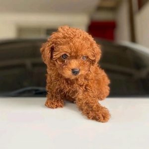 Toy poodle puppies ‪ ‬ WhatsApp me at ‪+44 7415 245544‬